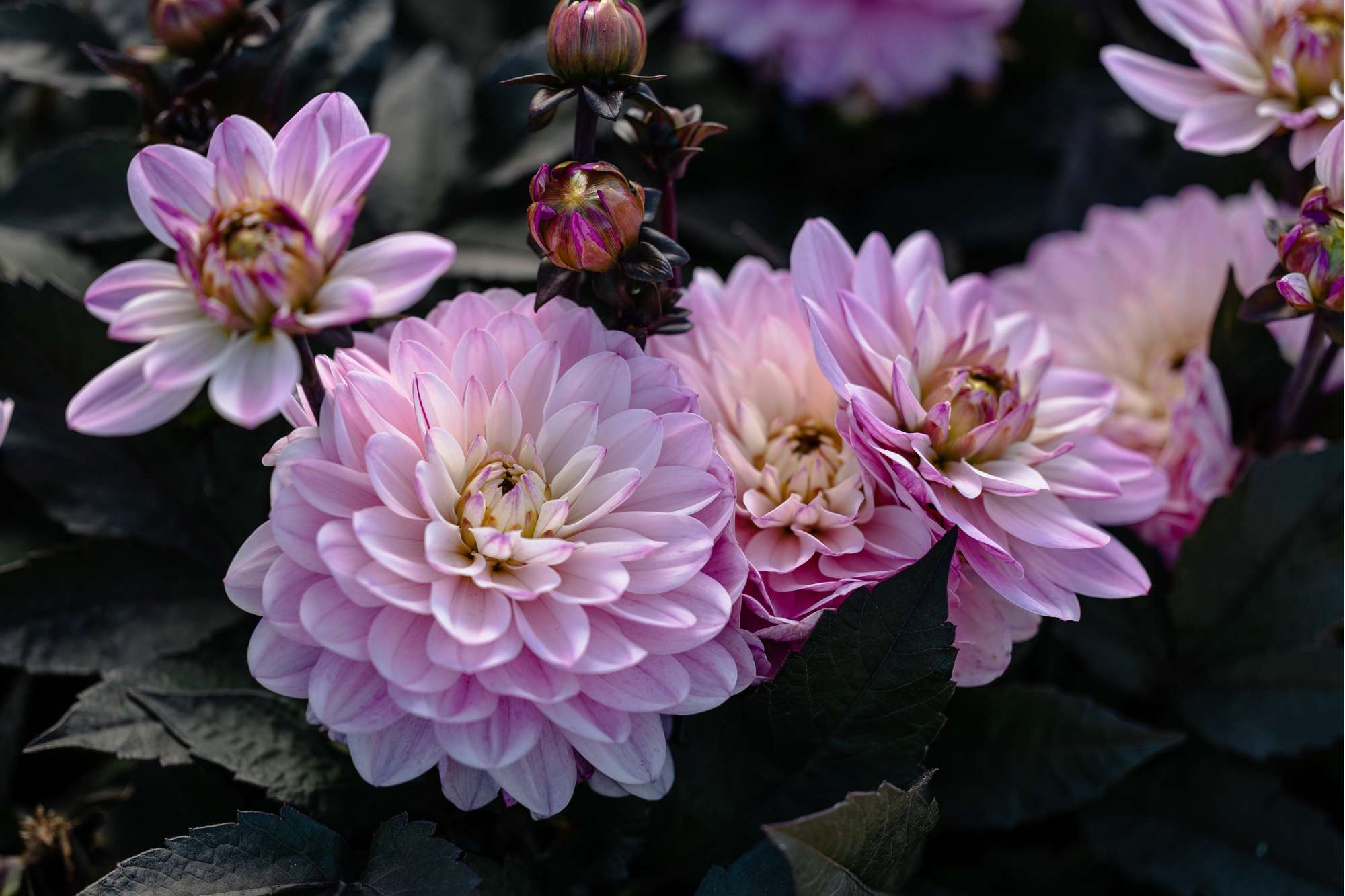 Dahlia 'Melody Harmony'